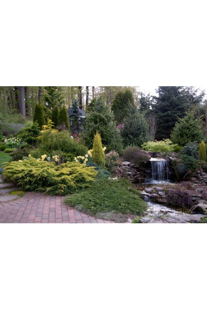 Ялівець горизонтальний ’Монтана’ серед інших хвойників у саду